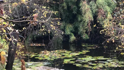 Caso reale - Foresta generata con l'ausilio umano